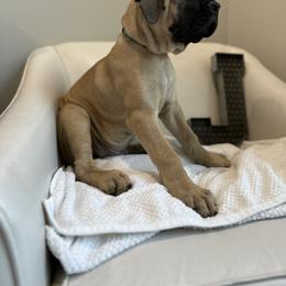 Mastiff Puppies from MLJ Mastiffs Florida