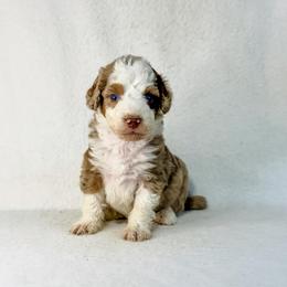 Nash - Brown merle male Aussiedoodle puppy in Sharpsburg, Georgia from Steindoodles