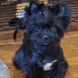 Aislin - Yorkshire Terrier