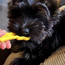 Shadow - Black and tan male Yorkshire Terrier puppy in Hulbert, Oklahoma from Timber Hills Yorkshire Terriers