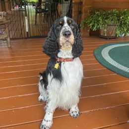 English Springer Spaniel All Grown Up from MN Whispering Pines Springers