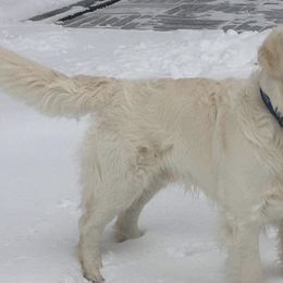 Golden Retrievers from Snowypaw Golden Retrievers