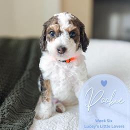 Pookie - Parti male Goldendoodle puppy in California City, California from Summer Sun Doodles