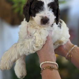 Harvest - Parti male Goldendoodle puppy in Decatur, Tennessee from Diamond's Doodles