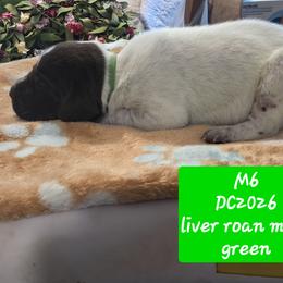 Green - Liver roan male German Shorthaired Pointer puppy in Dahlonega, Georgia from Pointer Mountain Bird Dogs