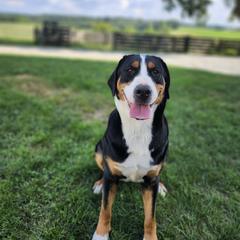 Greater Swiss Mountain Dog All Grown Up from Donough Haven Greater Swiss Mtn. Dogs