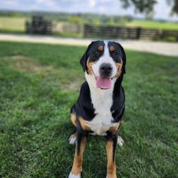 Greater Swiss Mountain Dog All Grown Up from Donough Haven Greater Swiss Mtn. Dogs