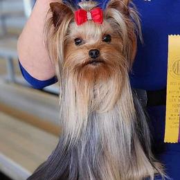 Pyper - Yorkshire Terrier