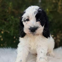 Indiana - Black and white male Cockapoo puppy in Salt Lake City, Utah from Utah Cocker Spaniels