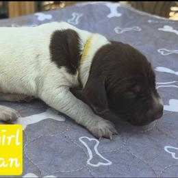 Yellow girl - Liver roan female German Shorthaired Pointer puppy in Dahlonega, Georgia from Pointer Mountain Bird Dogs