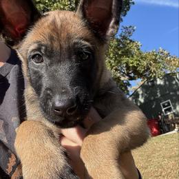 Orange collar - Fawn male Belgian Malinois puppy in Kelley, Iowa from Midwest Malinois