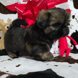 Girl 2 - Tricolor female Shih Tzu puppy in Enid, Oklahoma from Precious Heirloom Shih Tzus