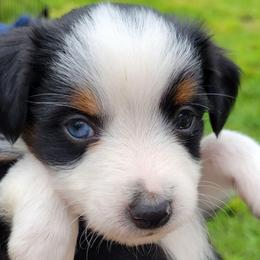 ALPHALFA BTM - Black tri male Toy Australian Shepherd puppy in Norwood, Missouri from Looney Farm’s Toy & Mini Aussies