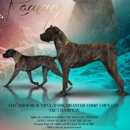 Rammy - Cane Corso