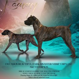 Rammy - Cane Corso