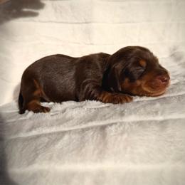 Chocolate and tan boy - Chocolate and tan male Dachshund puppy in Wilton, California from Ranch Raised Doxies