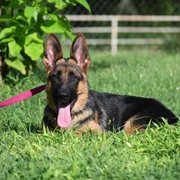 Raven - Black and red female German Shepherd puppy in Azle, Texas from Nuckols-Alsup Canines German Shepherds