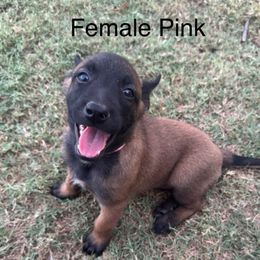 AKC Malinois European lines female - Black sable female Belgian Malinois puppy in Dallas, Texas from OreVis Malinois
