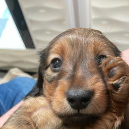 Dachshund Puppies from Devoted Doxies - DLL