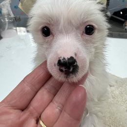 Buffy - Black and white Chinese Crested puppy in Natick, Massachusetts from Mindy Dobrow's Chinese Crested Puppies and standard poodles
