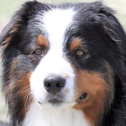 “Gibbs”  - Australian Shepherd