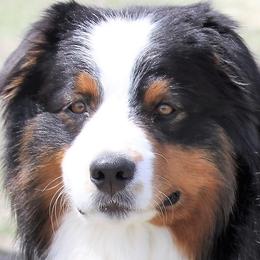 “Gibbs”  - Australian Shepherd