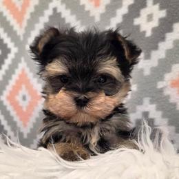 Smokey TEACUP - Black & tan tri-color male Morkie puppy in Monticello, Iowa from Ashley’s Puppies