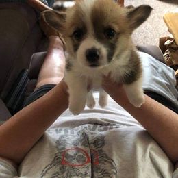 Pembroke Welsh Corgi and Whippet Puppies from Viktor MahHaan Kennels