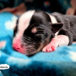 Harvey - Black tri male Miniature Australian Shepherd puppy in Punta Gorda, Florida from Christie's Creekside Aussies