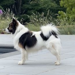Axel - Icelandic Sheepdog