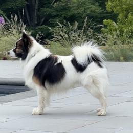 Axel - Icelandic Sheepdog