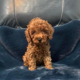 Jack - Red  male Poodle puppy in Houston, Texas from YZC Frenchies at 4C Ranch
