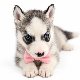 Skye - Gray and white female Siberian Husky puppy in Elmwood Park, Illinois from Goldens&MiniAussiesWithFinesse