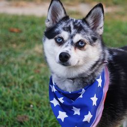 Cora - Pomsky