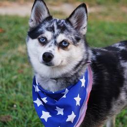 Cora - Pomsky