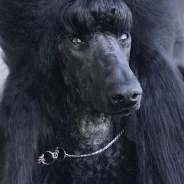 Poodles from Audysey Poodles