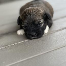 Oliver - Black and tan brindle male Havanese puppy in Bowling Green, Kentucky from Denise Clark