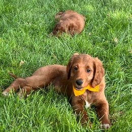 Goldendoodles and Golden Retrievers from 2 Lazy Ts Ranch