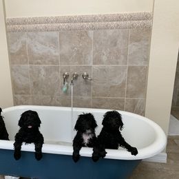 Sheepadoodle Puppies from Riley Grace Puppies