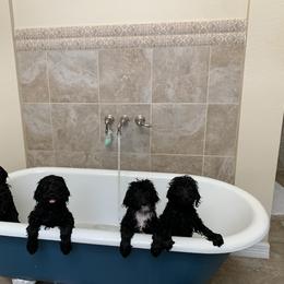 Sheepadoodle Puppies from Riley Grace Puppies