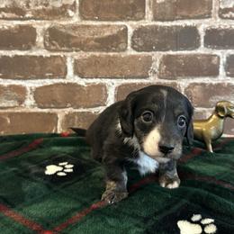 Black and White - Black male Dachshund puppy in Fort Worth, Texas from Honey B’s Doxies