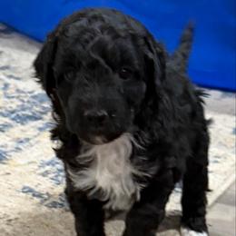 Finn - Black and white male Aussiedoodle puppy in Deer Park, Washington from Doodle Paw Ranch
