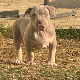 Anthem - Lilac tri-color male American Bully puppy in Union County, North Carolina from XLRG BULLIES