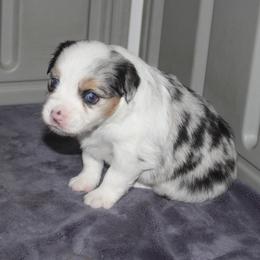Girl 4 - female Miniature American Shepherd puppy in South El Monte, California from Red Moon Mini Aussies