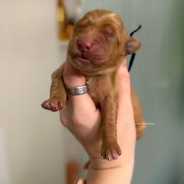 Black - Dark golden male Golden Retriever puppy in Gillete, Wyoming from Red Prairie Retrievers