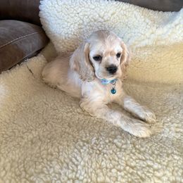 October girl 3 - Buff female Cocker Spaniel puppy in Kingman, Arizona from Amore’s Cockers