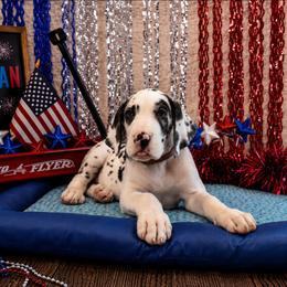 Moxie - Harlequin female Great Dane puppy in Brooksville, Florida from Follow My Lead Great Danes
