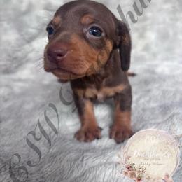 Snickers - Chocolate and tan female Dachshund puppy in Lufkin, Texas from CSW Dachshunds