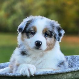 Australian Shepherd and Miniature American Shepherd Puppies from Crickhollow Australian Shepherds