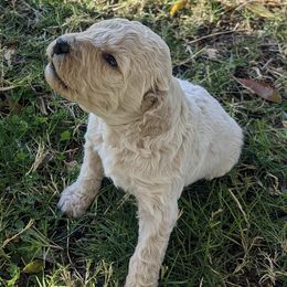 Goldendoodles from C & M Farms